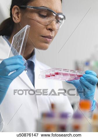Stock Photo - Stem cell research. Female scientist examining cell cultures in multiwell tray. Fotosearch
