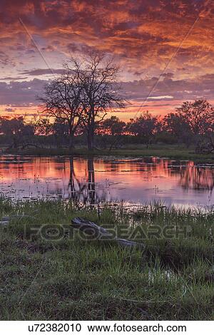 Stock Image - Swamp and trees at dusk, Okavango Delta, Chobe National Park, Botswana, Africa. Fotosearch
