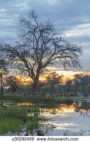 Swamp and trees, Okavango Delta, Chobe National Park, Botswana, Africa View Large Photo Image Stock Photo - Swamp and trees, Okavango Delta, Chobe National Park, Botswana, Africa. Fotosearch