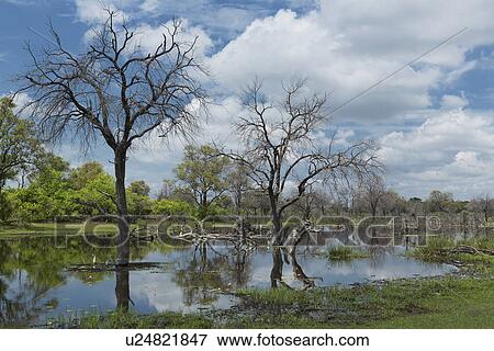 Stock Photo - Swamp, Okavango Delta, Chobe National Park, Botswana, Africa. Fotosearch