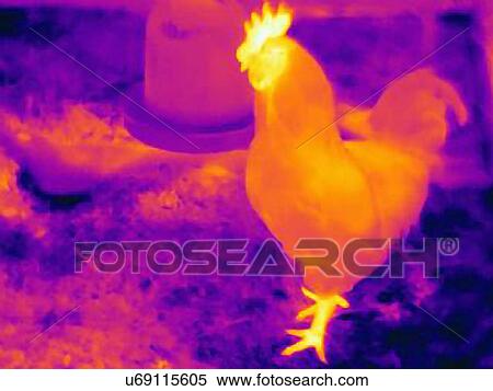 Thermal image of a rooster View Large Photo Image Stock Photography - Thermal image of a rooster. Fotosearch