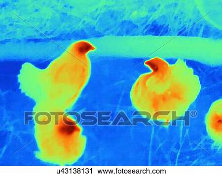 Thermal image of chickens View Large Photo Image Stock Image - Thermal image of chickens. Fotosearch