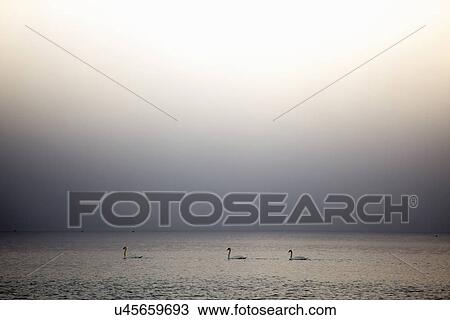 Three swans on Lake Maggiore, Stresa, Piemonte, Italy View Large Photo Image Stock Image - Three swans on Lake Maggiore, Stresa, Piemonte, Italy. Fotosearch