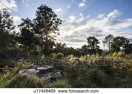 Stock Photo - Tree stump in overgrown clearing of tree plantation. Fotosearch