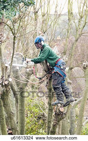 Tree surgeon working up a tree using chainsaw View Large Photo Image Picture - Tree surgeon working up a tree using chainsaw. Fotosearch