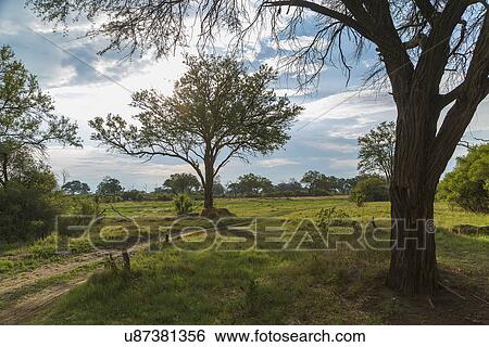 Trees and dirt track, Okavango Delta, Chobe National Park, Botswana, Africa View Large Photo Image Stock Photograph - Trees and dirt track, Okavango Delta, Chobe National Park, Botswana, Africa. Fotosearch