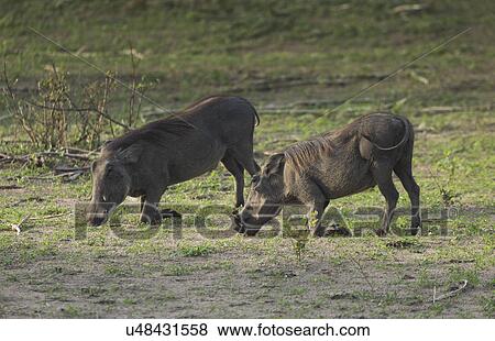 Stock Photo - Warthog (Phacochoerus aethiopicus) eating grass. Fotosearch