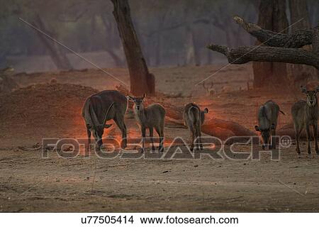 Picture - Waterbuck - Kobus ellipsiprymnus - at dawn. Fotosearch