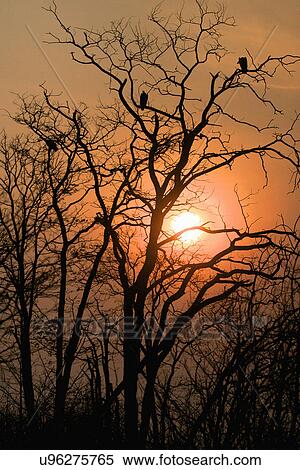 Stock Photography - White-backed vultures - Gyps africanus in tree at sunset, Mana Pools National Park, Zimbabwe, Africa. Fotosearch