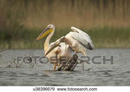 White Pelicans, Danube Delta, Romania View Large Photo Image Stock Photo - White Pelicans, Danube Delta, Romania. Fotosearch