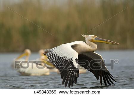 Stock Photo - White Pelicans, Danube Delta, Romania. Fotosearch