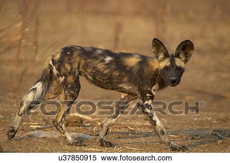 Wild Dog - Lycaon pictus - critically endangered View Large Photo Image Stock Photography - Wild Dog - Lycaon pictus - critically endangered. Fotosearch