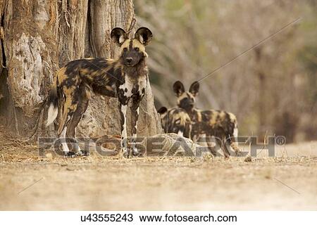 Wild Dog - Lycaon pictus View Large Photo Image Stock Image - Wild Dog - Lycaon pictus. Fotosearch