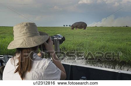Woman photographing Hippopotamus from safari truck, Kasane, Chobe National Park, Botswana, Africa View Large Photo Image Stock Photograph - Woman photographing Hippopotamus from safari truck, Kasane, Chobe National Park, Botswana, Africa. Fotosearch