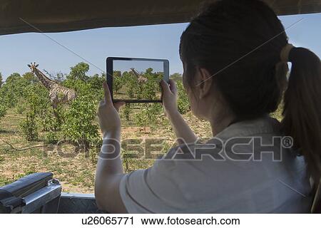 Woman using digital tablet to photograph giraffe from safari truck, Kasane, Chobe National Park, Botswana, Africa View Large Photo Image Stock Image - Woman using digital tablet to photograph giraffe from safari truck, Kasane, Chobe National Park, Botswana, Africa. Fotosearch