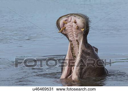 Stock Image - Yawning Hippo (Hippopotamus amphibius). Fotosearch