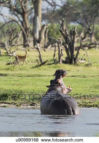 Stock Photo - Yawning Hippo (Hippopotamus amphibius). Fotosearch
