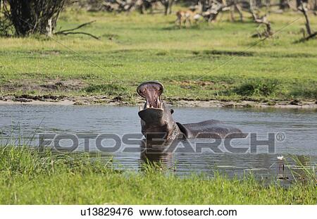 Stock Photograph - Yawning Hippo (Hippopotamus amphibius). Fotosearch