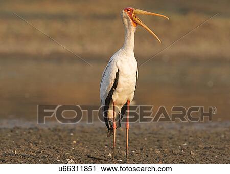 Yellow billed stork - Mycteria ibis, Mana Pools National Park, Zimbabwe, Africa View Large Photo Image Stock Image - Yellow billed stork - Mycteria ibis, Mana Pools National Park, Zimbabwe, Africa. Fotosearch