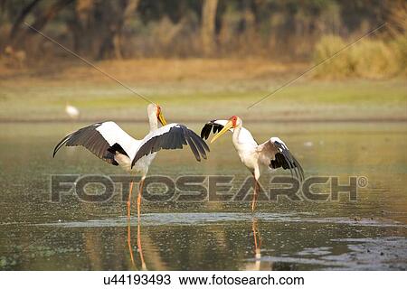 Stock Image - Yellow-billed storks - Mycteria ibis - having a territorial dispute at a waterhole at dawn. Fotosearch