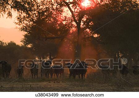 African buffalo - Syncerus caffer - at sunset, Mana Pools National Park, Zimbabwe View Large Photo Image Stock Photo - African buffalo - Syncerus caffer - at sunset, Mana Pools National Park, Zimbabwe. Fotosearch