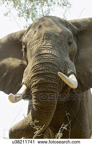 African elephant - Loxodonta africana View Large Photo Image Stock Image - African elephant - Loxodonta africana. Fotosearch