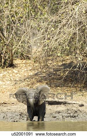 African elephant - Loxodonta africana View Large Photo Image Stock Image - African elephant - Loxodonta africana. Fotosearch