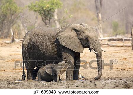 African elephant - Loxodonta africana View Large Photo Image Stock Image - African elephant - Loxodonta africana. Fotosearch