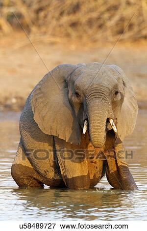 Stock Photo - African elephant - Loxodonta africana - in the late evening light. Fotosearch