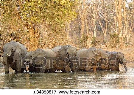 African elephant - Loxodonta africana View Large Photo Image Stock Photo - African elephant - Loxodonta africana. Fotosearch