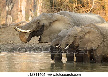 African elephant - Loxodonta africana - at waterhole View Large Photo Image Stock Photography - African elephant - Loxodonta africana - at waterhole. Fotosearch