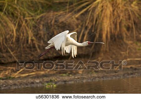 African spoonbill - Platalea alba, Mana Pools National Park, Zimbabwe View Large Photo Image Stock Photograph - African spoonbill - Platalea alba, Mana Pools National Park, Zimbabwe. Fotosearch