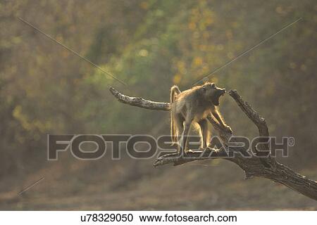 Stock Image - Baboon - Papio cynocephalus ursinus, Mana Pools National Park, Zimbabwe. Fotosearch