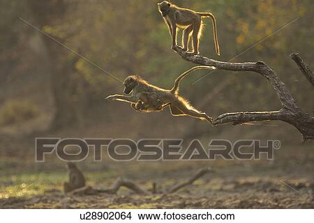 Baboons - Papio cynocephalus ursinus - jumping at dawn, Mana Pools National Park, Zimbabwe View Large Photo Image Picture - Baboons - Papio cynocephalus ursinus - jumping at dawn, Mana Pools National Park, Zimbabwe. Fotosearch