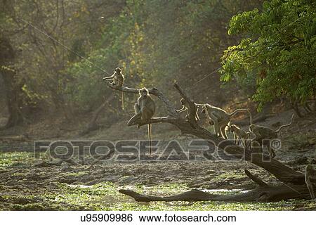 Stock Photograph - Baboons - Papio cynocephalus ursinus. Fotosearch