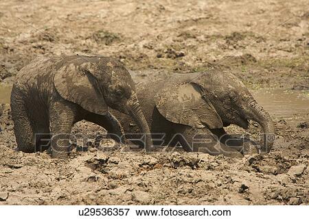 Stock Photo - Baby elephants - Loxodonta africana - having a mud bath, Mana Pools National Park, Zimbabwe. Fotosearch