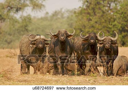 Stock Photo - Buffalo - Syncerus caffer - sentry bulls guarding the herd, Mana Pools National Park, Zimbabwe. Fotosearch