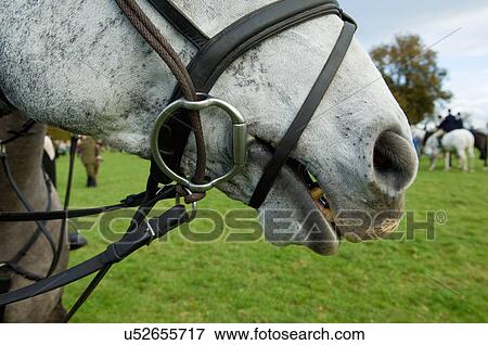 Close up cropped shot of horse and bridle View Large Photo Image Stock Photo - Close up cropped shot of horse and bridle. Fotosearch