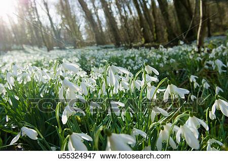 Stock Photo - Close up of snowdrops and forest. Fotosearch