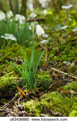 Stock Photography - Close up of snowdrops and moss. Fotosearch