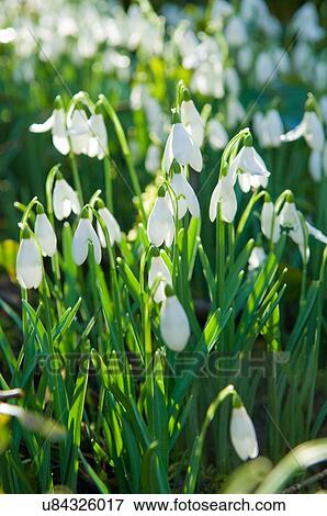 Stock Photo - Close up of snowdrops in sunlight. Fotosearch