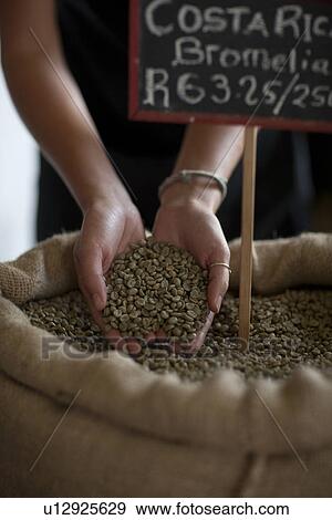 Stock Photo - Close up of young female waitress holding coffee beans. Fotosearch