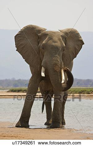 Elephant bull - Loxodonta africana - spraying sand by Zambezi River, Mana Pools National Park, Zimbabwe View Large Photo Image Stock Image - Elephant bull - Loxodonta africana - spraying sand by Zambezi River, Mana Pools National Park, Zimbabwe. Fotosearch