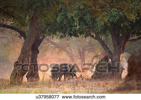 Stock Photo - Elephants - Loxodonta africana - in Acacia and Sausage Tree woodlands at dawn, Mana Pools National Park, Zimbabwe. Fotosearch
