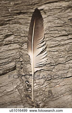 Feather floating in water View Large Photo Image Stock Photo - Feather floating in water. Fotosearch