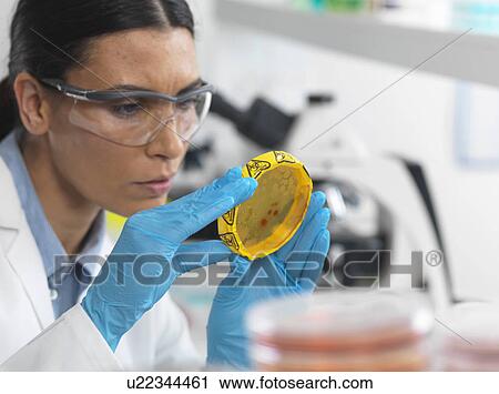 Stock Image - Female scientist viewing cultures growing in petri dishes with a biohazard tape on in a microbiology lab. Fotosearch