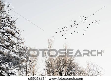 Picture - Flock of birds flying over snow-covered trees. Fotosearch