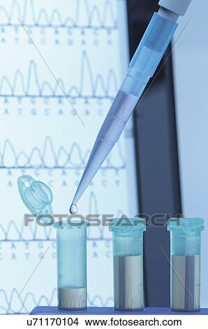 Picture - Genetic research. Micropipette filling eppendorf microcentrifuge tubes, commonly used in biochemical and biological research. Laptop screen that displays results of automated DNA sequencing. Fotosearch