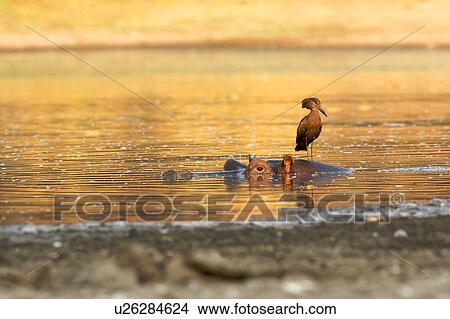 Hamerkop - Scopus umbretta - standing on hippo, Mana Pools National Park, Zimbabwe View Large Photo Image Picture - Hamerkop - Scopus umbretta - standing on hippo, Mana Pools National Park, Zimbabwe. Fotosearch
