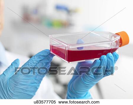 Hands of cell biologist holding a flask containing stem cells, cultivated in red growth medium, to investigate disease View Large Photo Image Stock Photography - Hands of cell biologist holding a flask containing stem cells, cultivated in red growth medium, to investigate disease. Fotosearch